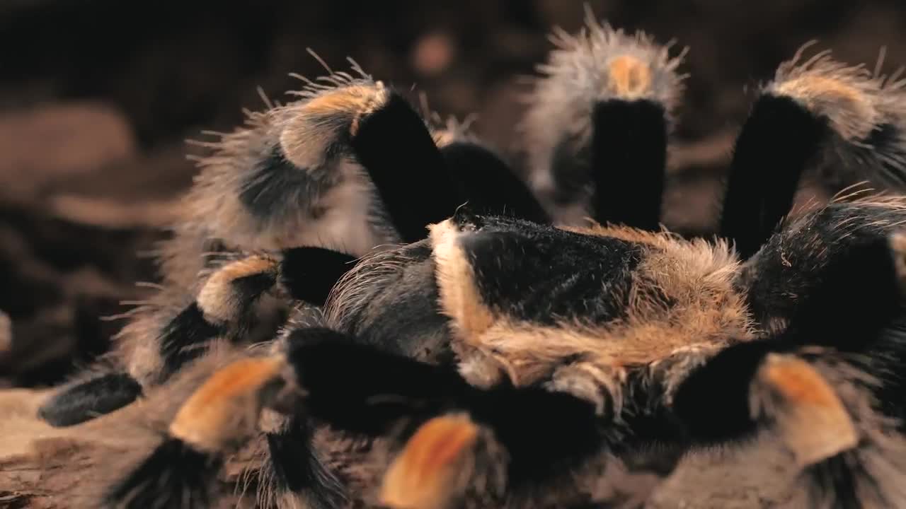 Free Video Stock tarantula walking close up Live Wallpaper - Free Download