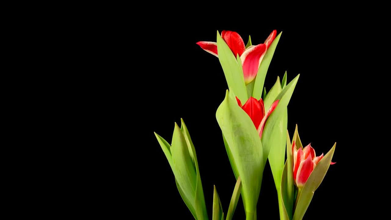 Free Stock Video Red Tulips Opens Live Wallpaper - Free Download