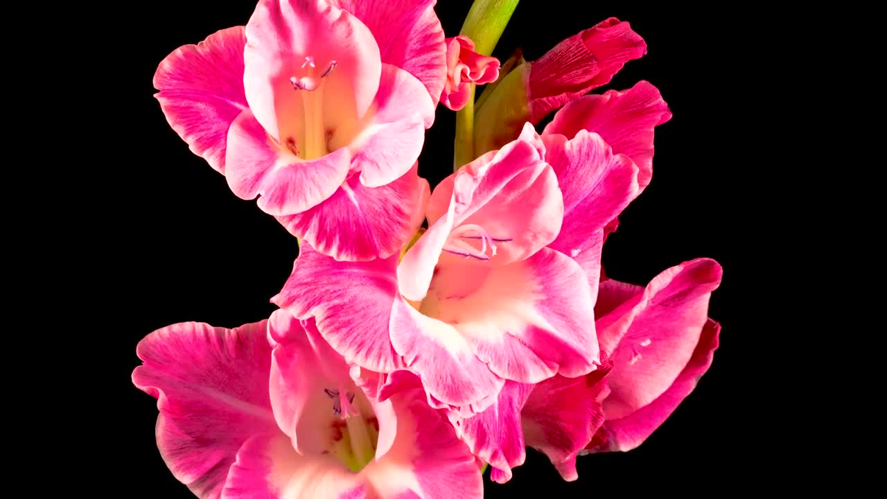 Stock Video Gladiolos Pink Flower Opening Live Wallpaper For PC - Free Download