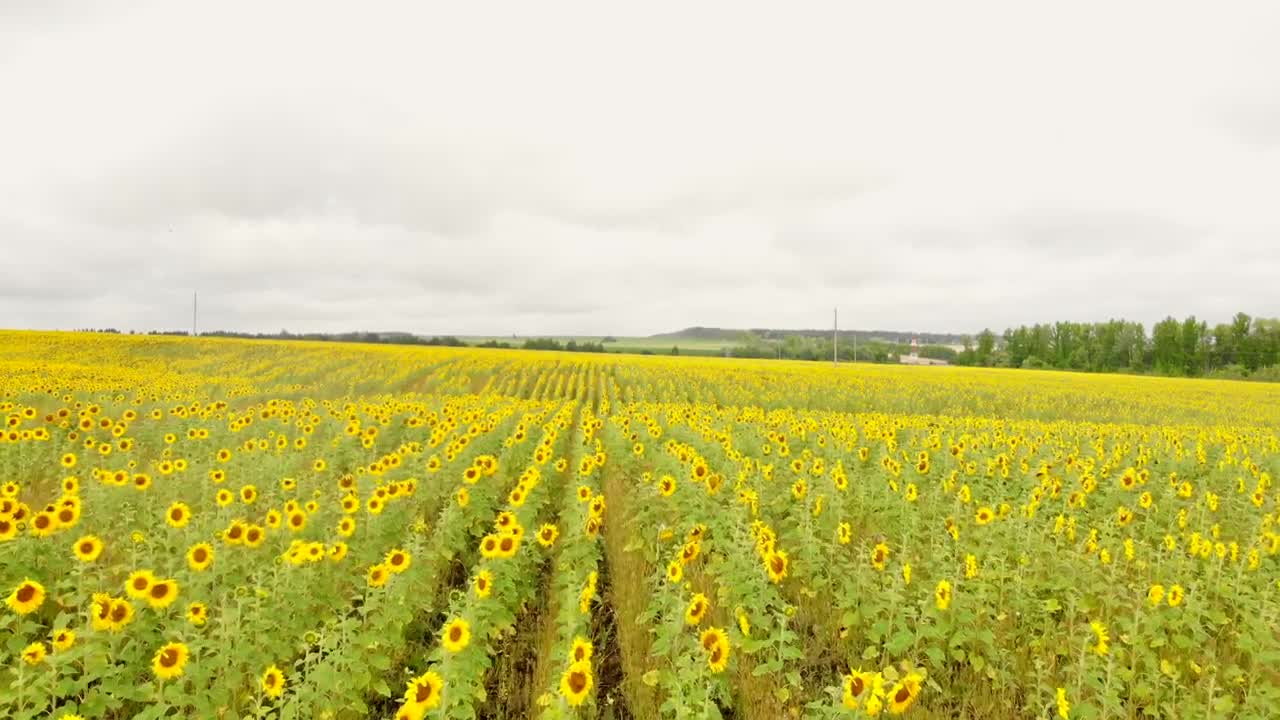 Stock Video Flying Low Over A Huge Field Of Sunflowers Live Wallpaper For PC - Free Download