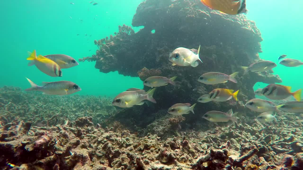 Stock Video Fish Swimming Around A Bay In Thailand Live Wallpaper For PC - Free Download