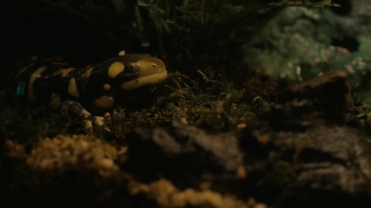 Free Video Stock tiger salamander in an aquarium Live Wallpaper - Free Download