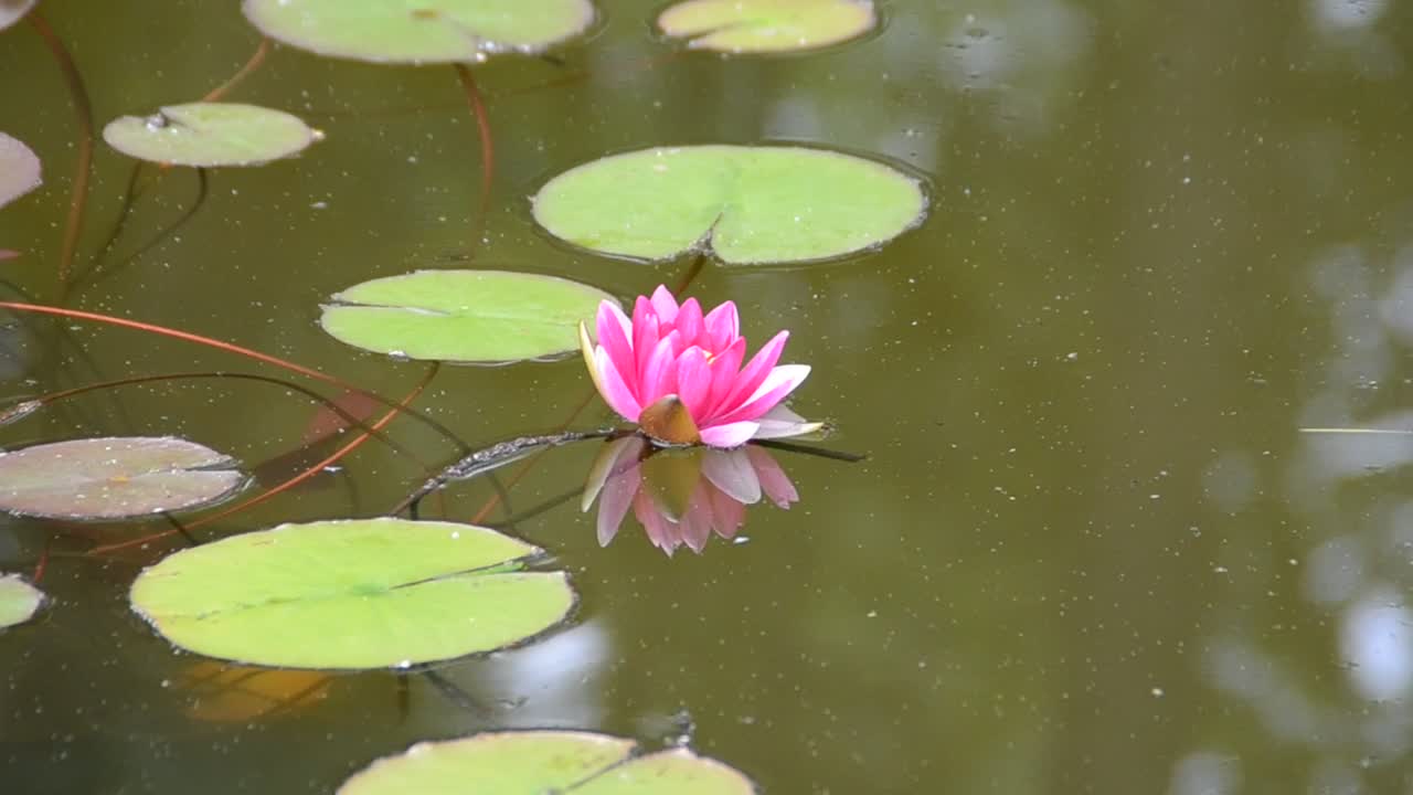 Stock Video Lilies On A Garden Pond Animated Wallpaper - Free Download