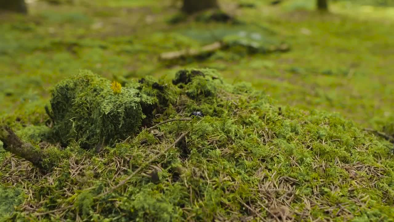 Stock Video Beetle Hiding In Moss Live Wallpaper For PC - Free Download