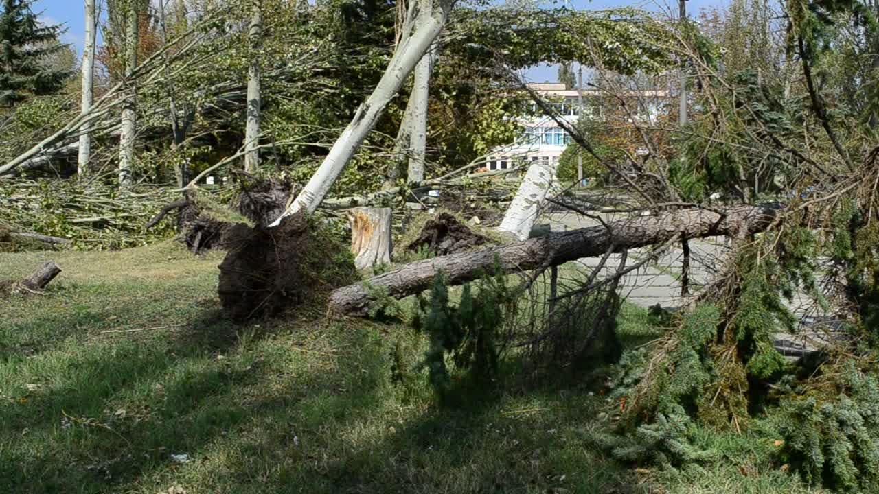 Stock Video Fallen Trees After A Bad Storm Live Wallpaper For PC - Free Download