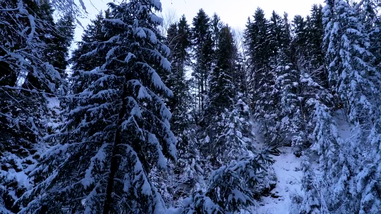 Stock Video Inside A Forest Covered In Snow Animated Wallpaper - Free Download