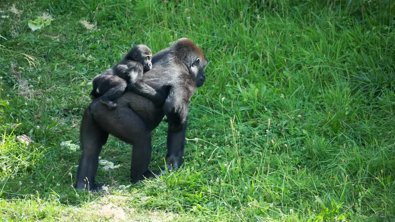 Stock Video Gorilla Monkeys At A Safari Park Live Wallpaper For PC - Free Download