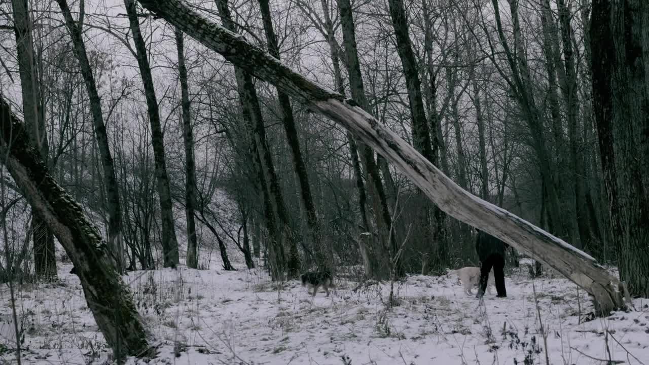 Free Video Stock taking the dogs through a snow covered park Live Wallpaper - Free Download
