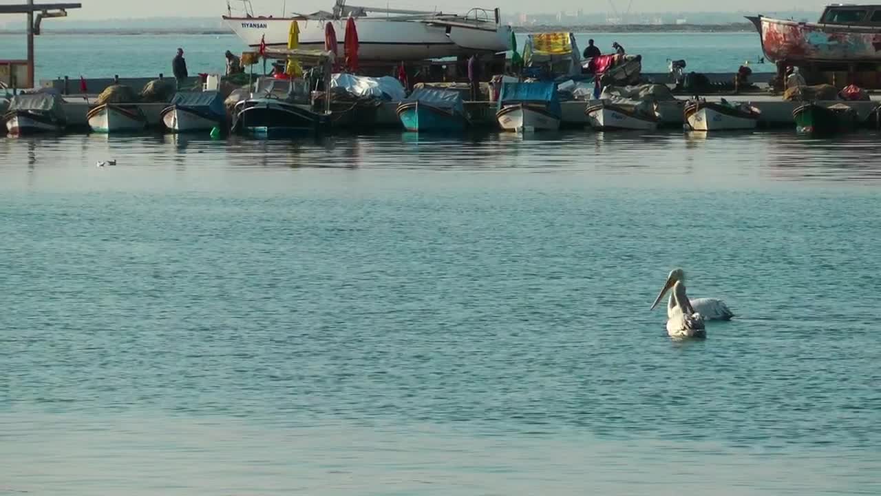 Stock Video Pelicans Swimming Near Fishing Boats Live Wallpaper - Free Download
