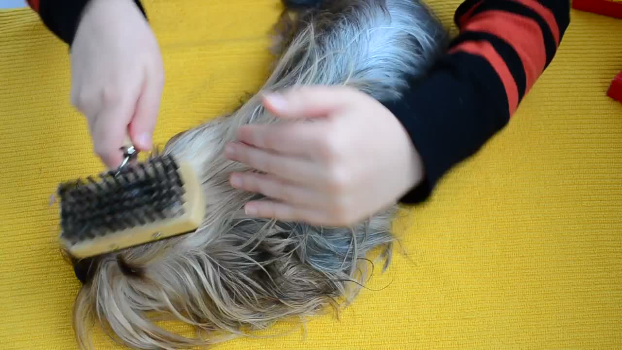 Stock Video Person Brushing The Hair Of A Small Dog Live Wallpaper - Free Download