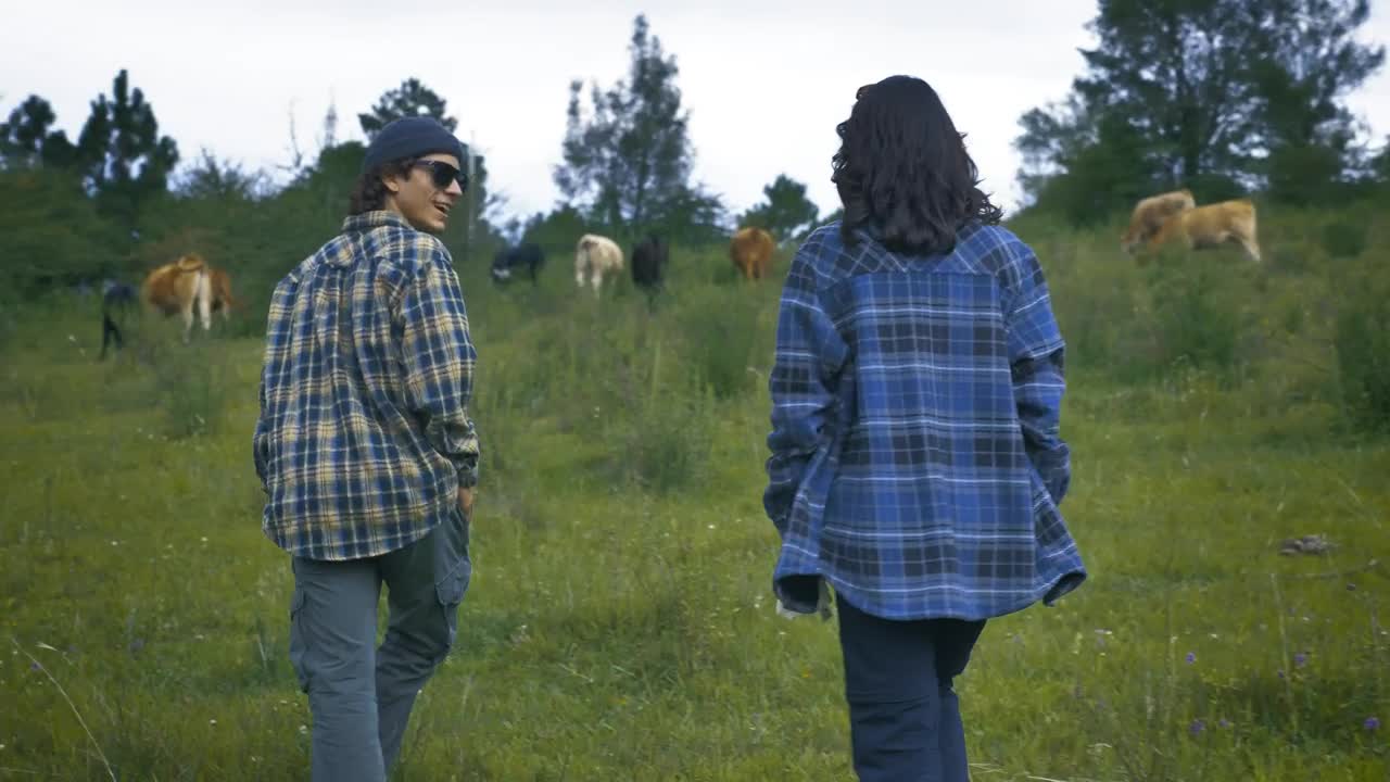 Stock Video Couple Walking Through A Meadow Among Many Cows Live Wallpaper For PC - Free Download
