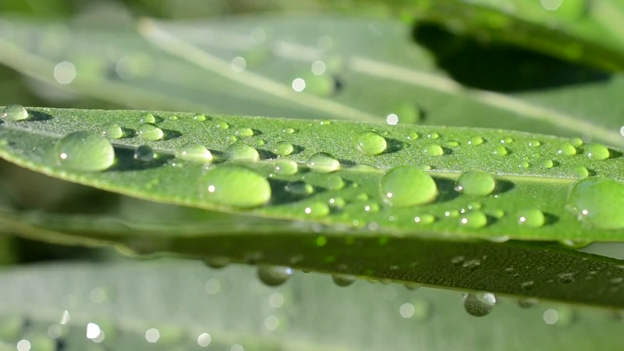 Stock Video Droplets Of Water On Leaves Live Wallpaper For PC - Free Download