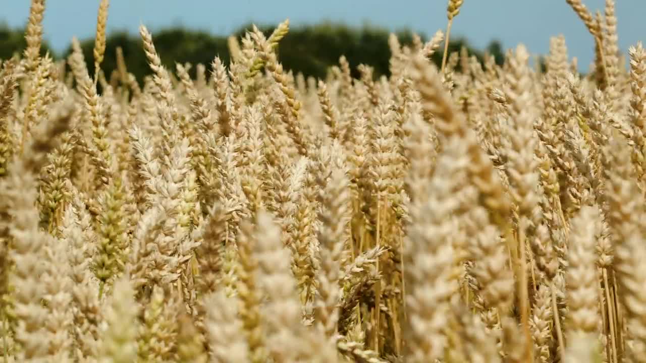 Stock Footage What Swaying In A Gentle Wind Live Wallpaper - Free Download