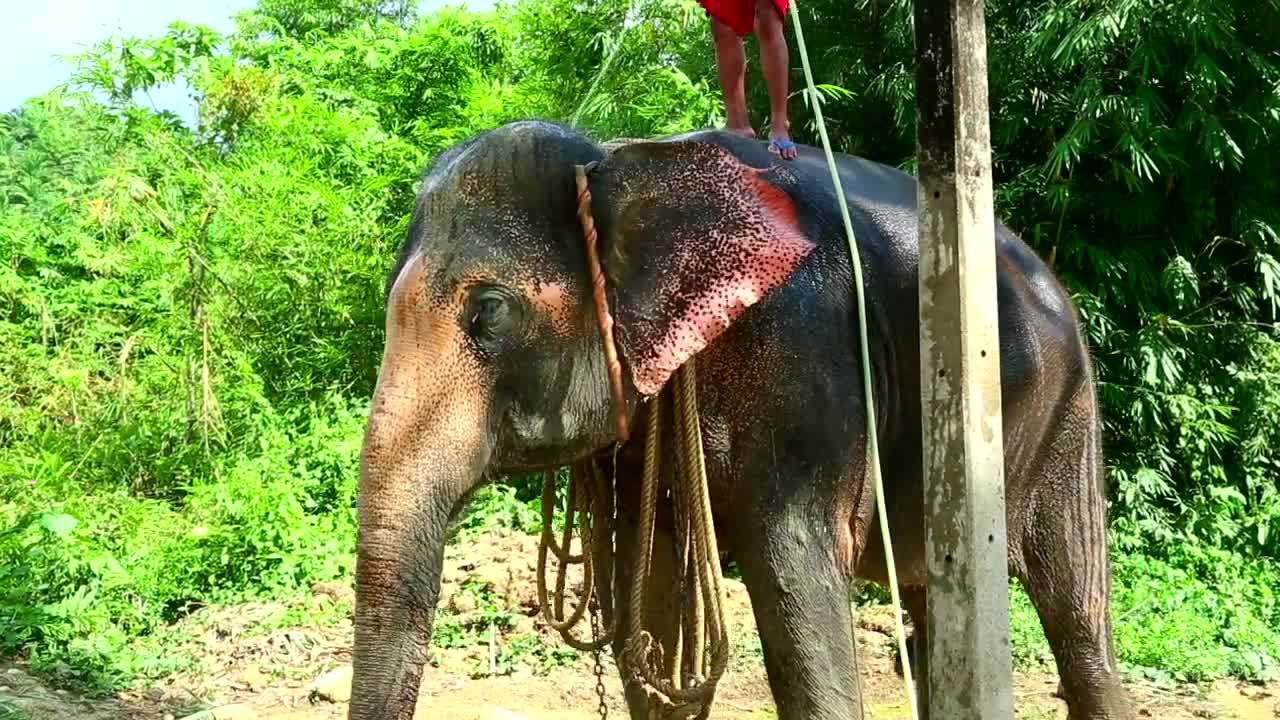 Stock Video Elephan Taking A Bath Live Wallpaper For PC - Free Download