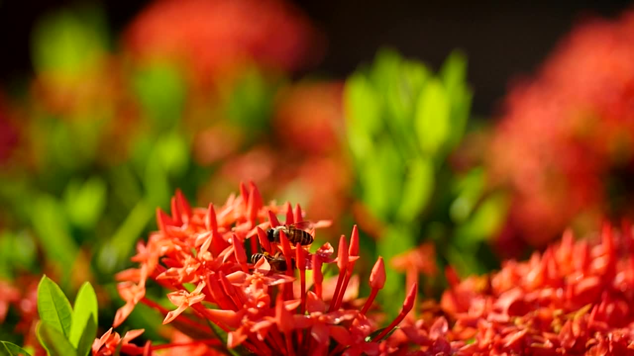 Stock Video Bees Landing On Brightly Colored Plants Live Wallpaper For PC - Free Download