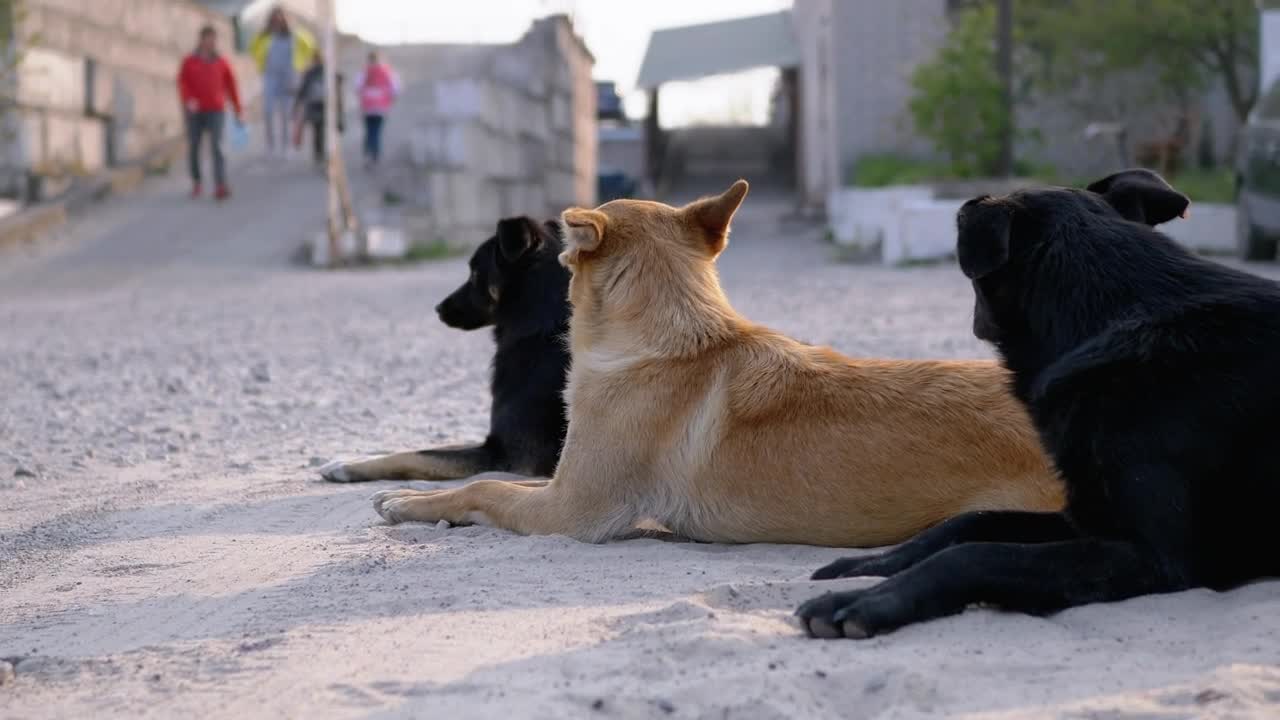 Stock Video Dogs Chilling In The Street Live Wallpaper For PC - Free Download