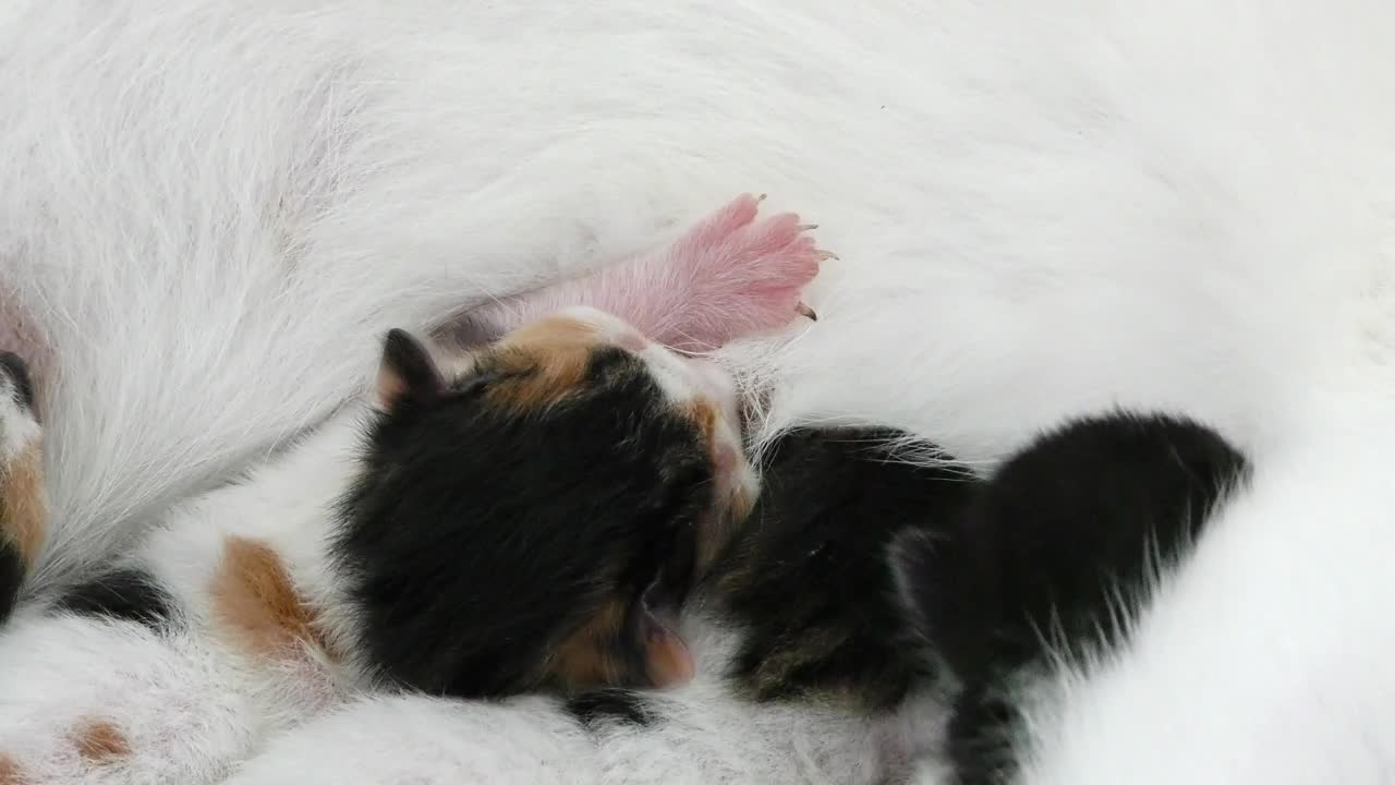 Stock Video Newborn Cats With Their Mother Live Wallpaper - Free Download