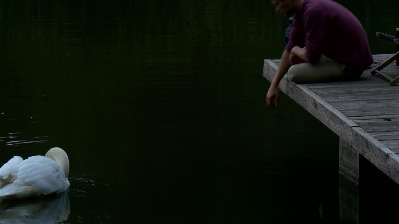 Stock Video Man Sitting In The Lake Dock Playing With Swa Animated Wallpaper - Free Download