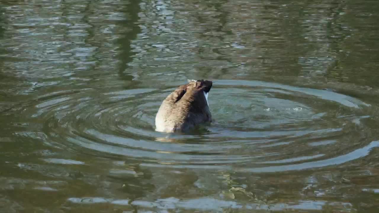 Stock Video Geese Swimming In A Dirty Lake Live Wallpaper For PC - Free Download