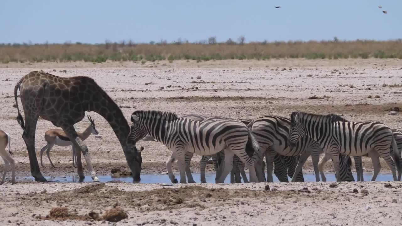 Stock Video Giraffe And A Herd Of Zebras Scare Up On A Live Wallpaper For PC - Free Download