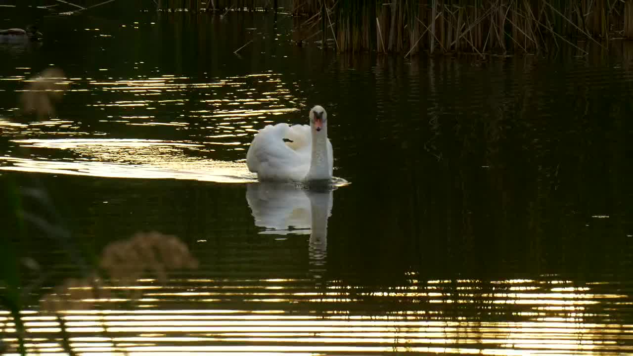 Stock Footage White Swan Swimming On The Lake Live Wallpaper - Free Download
