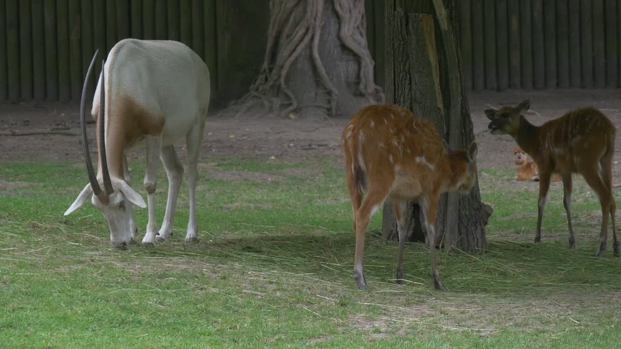 Stock Video Deers And A Goat Grazing In The Zoo Live Wallpaper For PC - Free Download
