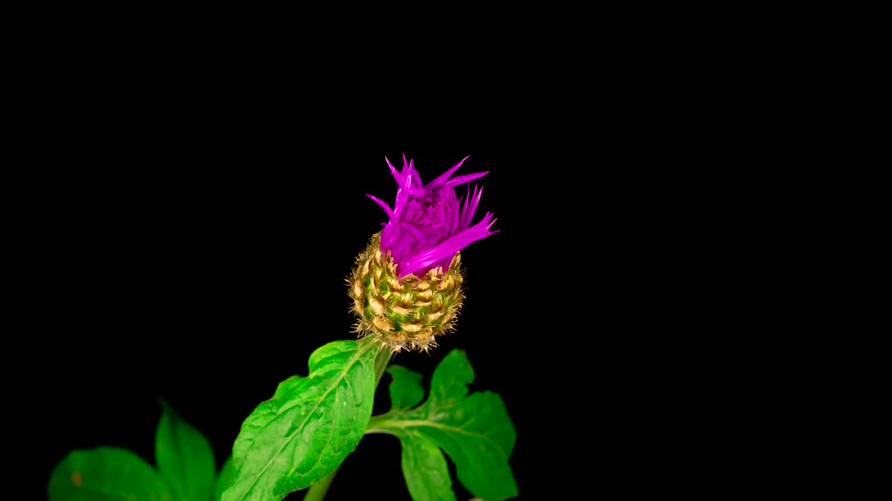 Video Stock Purple Flower With White Center Blooming Live Wallpaper Free - Free Download