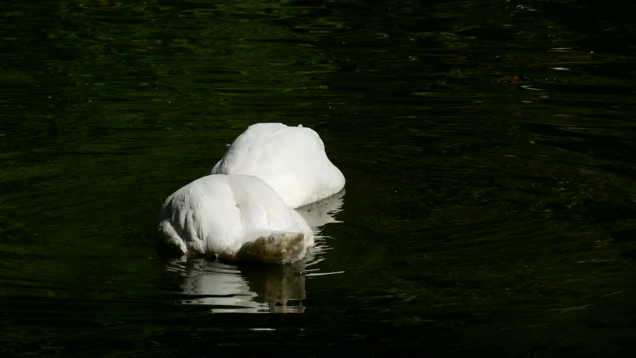 Stock Video Couple Of Swans Diving In The Lake Live Wallpaper For PC - Free Download