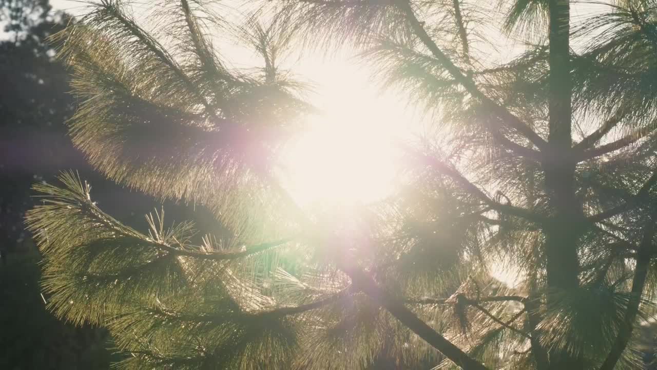 Free Video Stock Sun Reflecting On Water In A Forest Live Wallpaper - Free Download