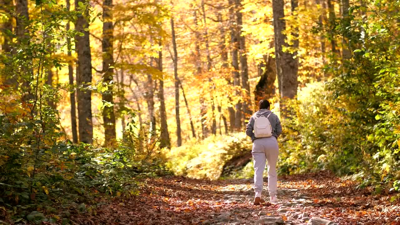 Free Stock Video Woman Taking A Walk In The Autumnal Forest Live Wallpaper - Free Download