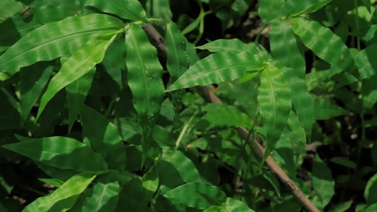 Stock Video Green Plants On A Sunny Day Live Wallpaper For PC - Free Download