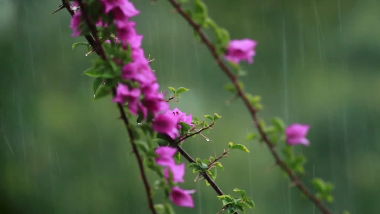 Stock Video Flowers During Heavy Rainfall Live Wallpaper For PC - Free Download