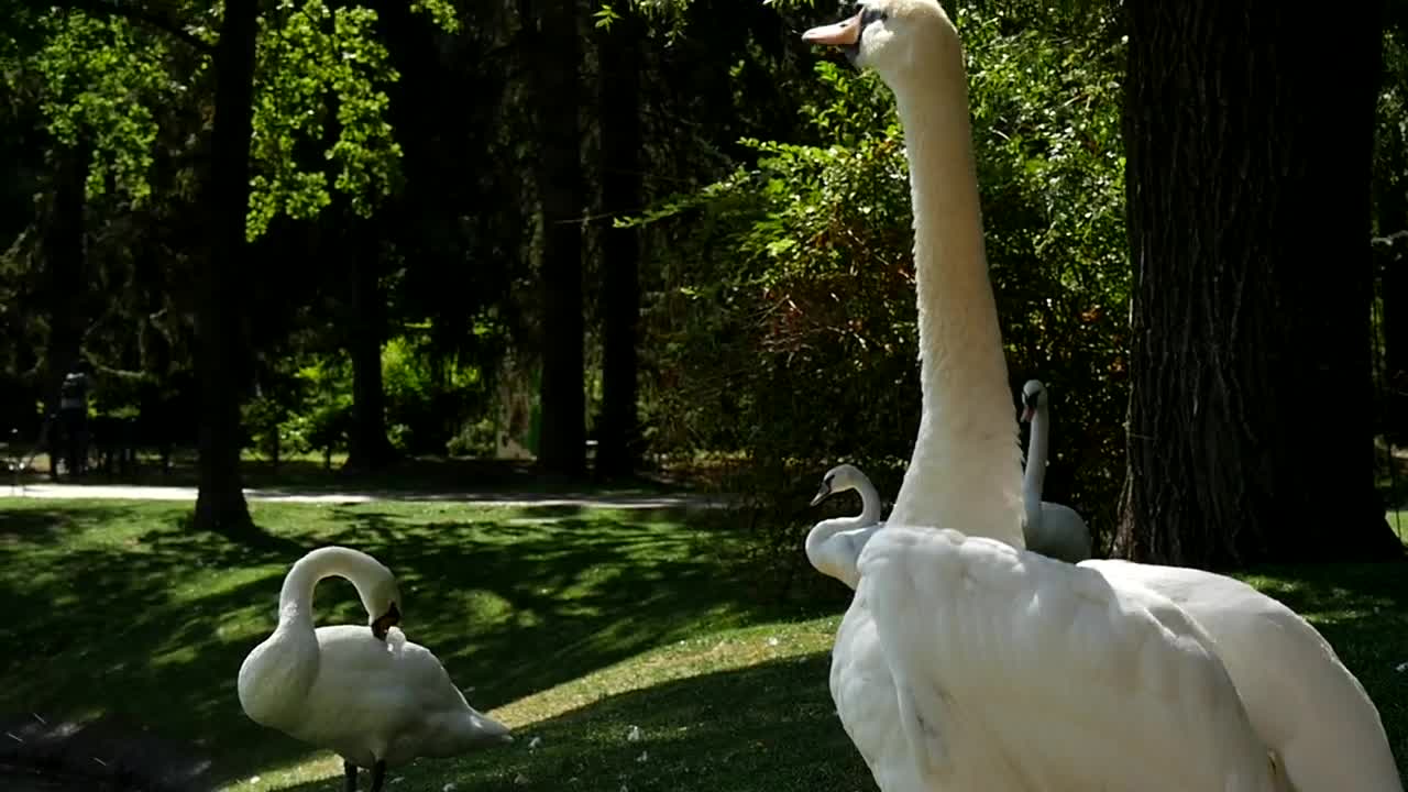 Free Video Stock swan agitating his wings Live Wallpaper - Free Download