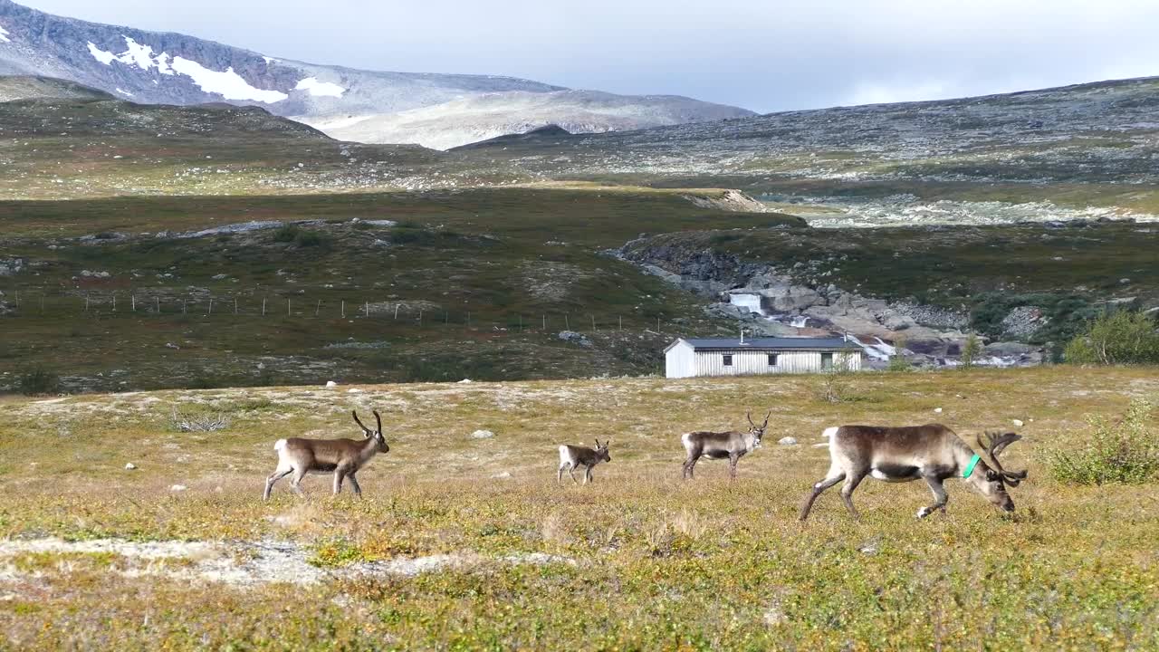 Free Stock Video Reindeer Walking Through The Valley Live Wallpaper - Free Download