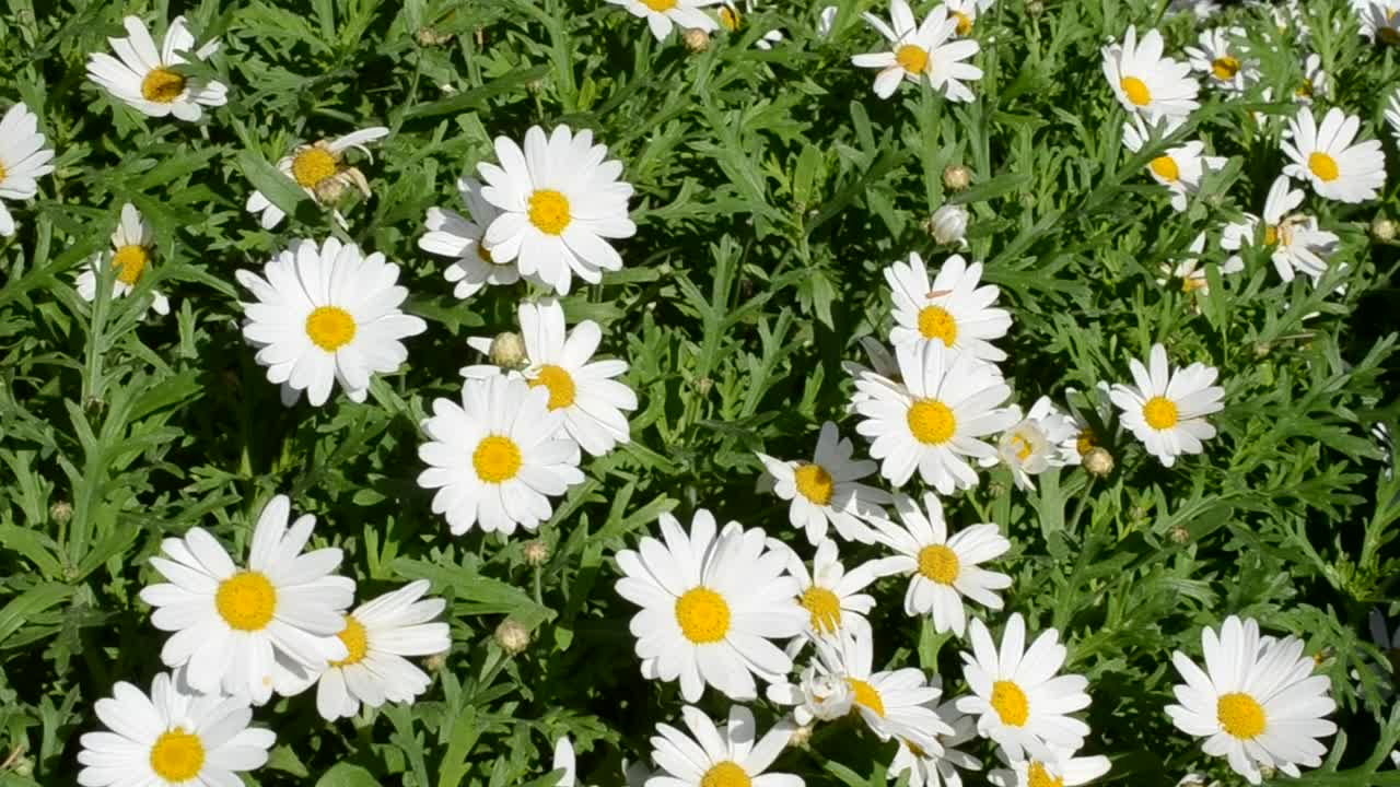 Stock Video Garden With Common Daisies On A Sunny Day Live Wallpaper For PC - Free Download