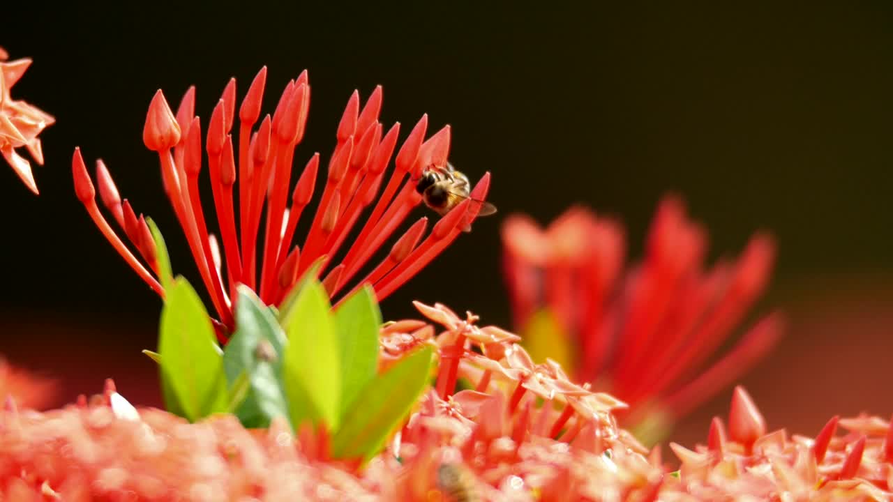 Stock Video Large Bees On A Red Plant Animated Wallpaper - Free Download