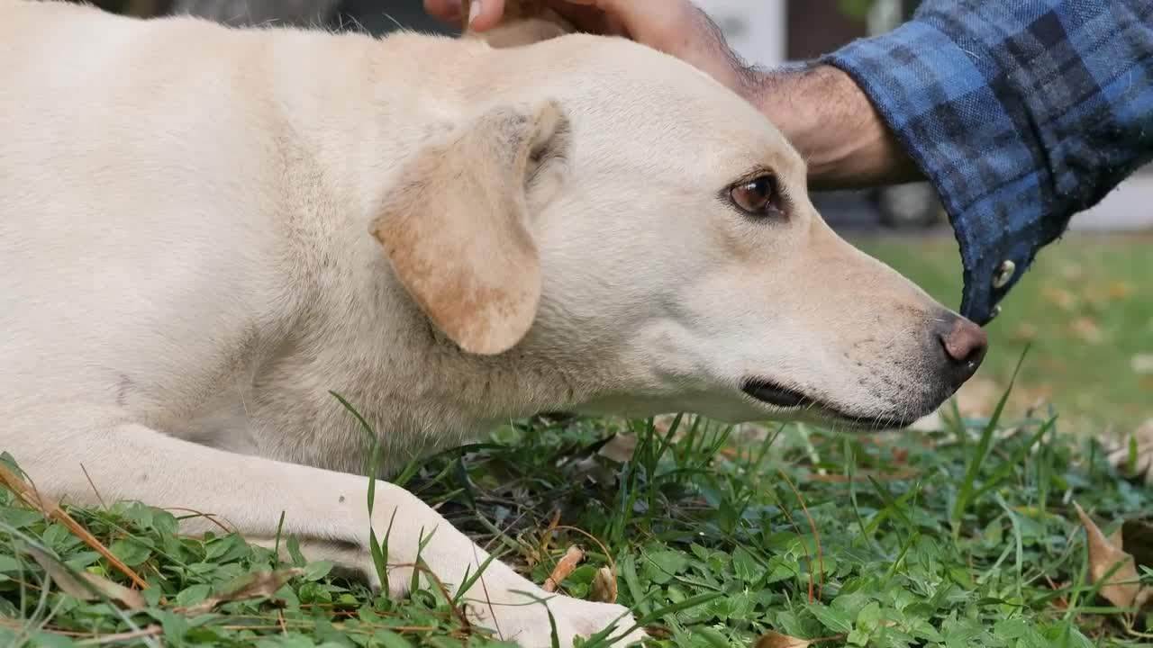 Free Video Stock Stroking A Dog Lying On The Grass Live Wallpaper - Free Download