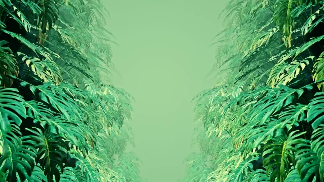 Free Stock Video Walking Among Leaves Of Swiss Cheese Plants Live Wallpaper - Free Download