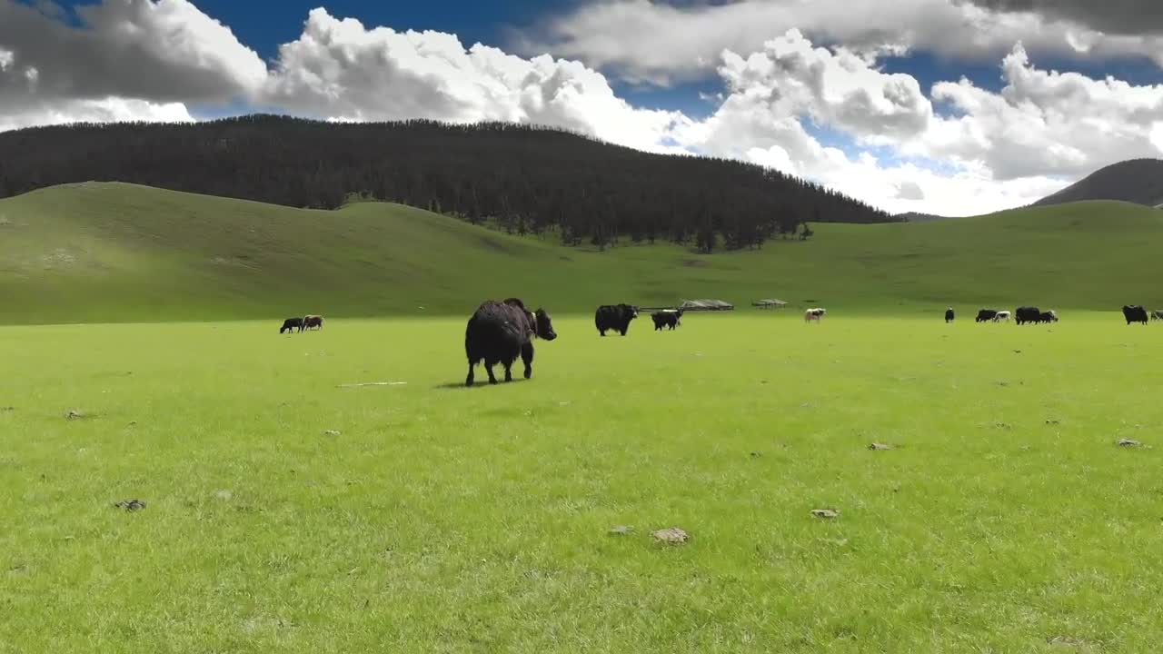 Video Stock Cattle In A Green Valley Live Wallpaper For PC - Free Download