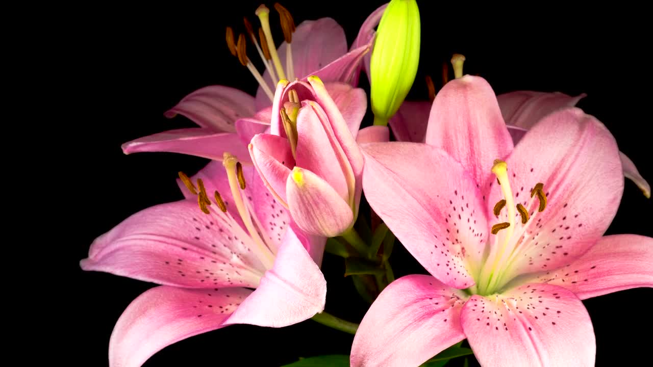 Free Stock Video Several Pink Lily Flowers Opening Live Wallpaper - Free Download