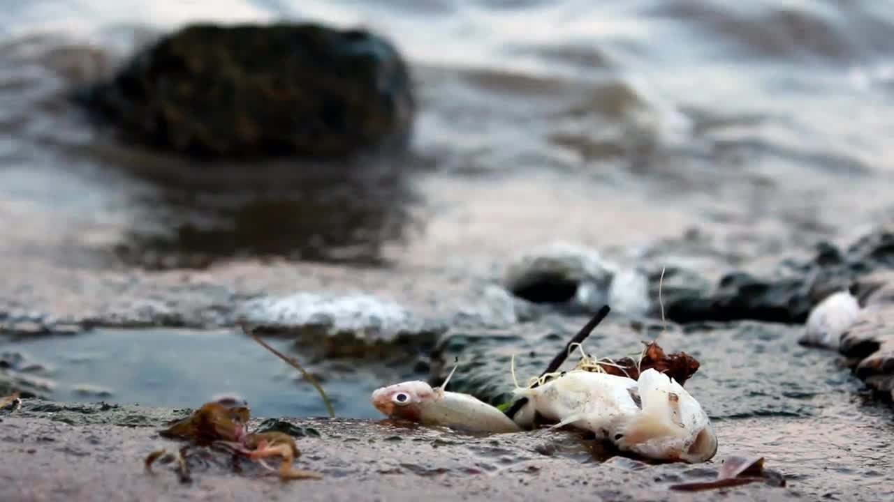 Stock Video Dead Fish On Polluted Shore Live Wallpaper For PC - Free Download