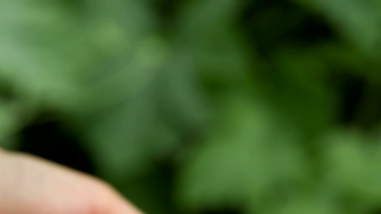 Video Stock Raspberries In The Hands Of A Person Live Wallpaper Free - Free Download