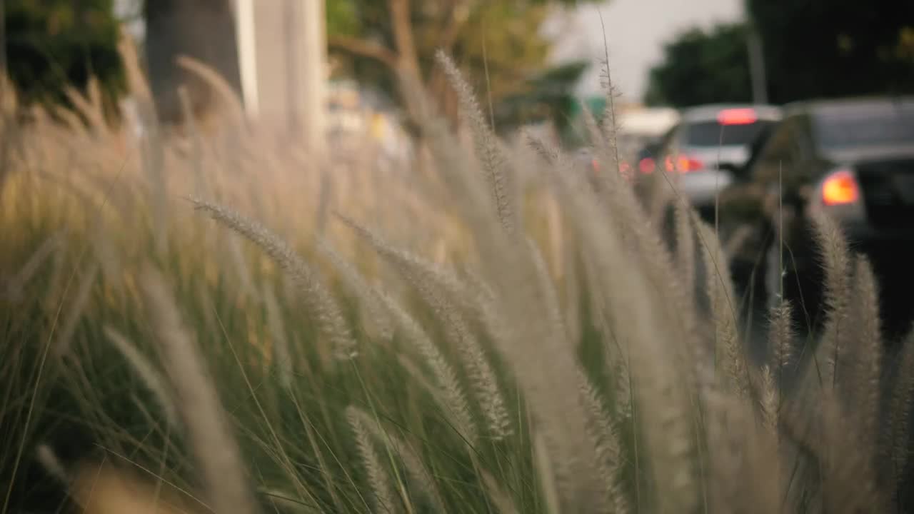 Free Video Stock tall grass waving in the breeze Live Wallpaper - Free Download