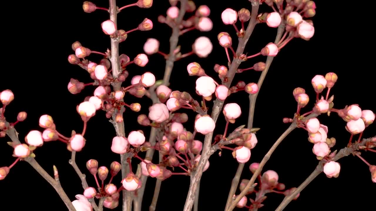 Video Stock Pink Flowers Blooming In A Cherry Tree Live Wallpaper Free - Free Download