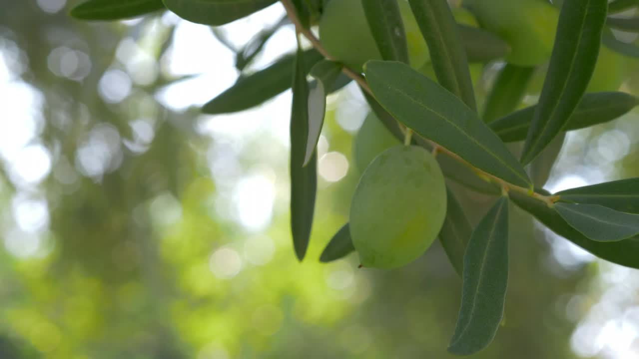 Stock Video Olives Growing In The Mediterranean Live Wallpaper - Free Download