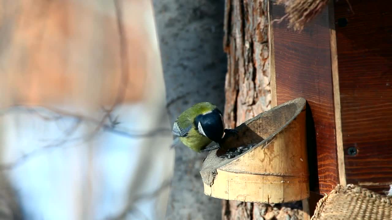 Stock Video Bird Eats In The Park Live Wallpaper For PC - Free Download