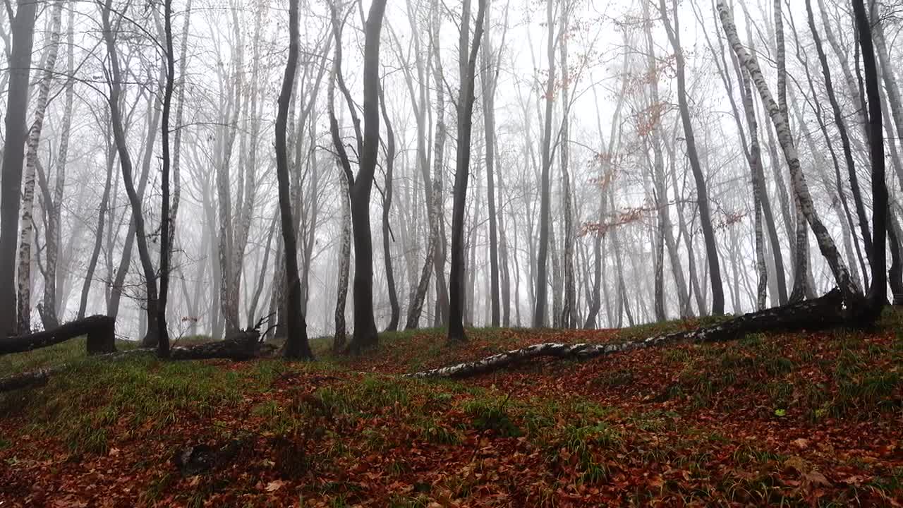 Stock Video Mist Creeping Through An Empty Fores Animated Wallpaper - Free Download
