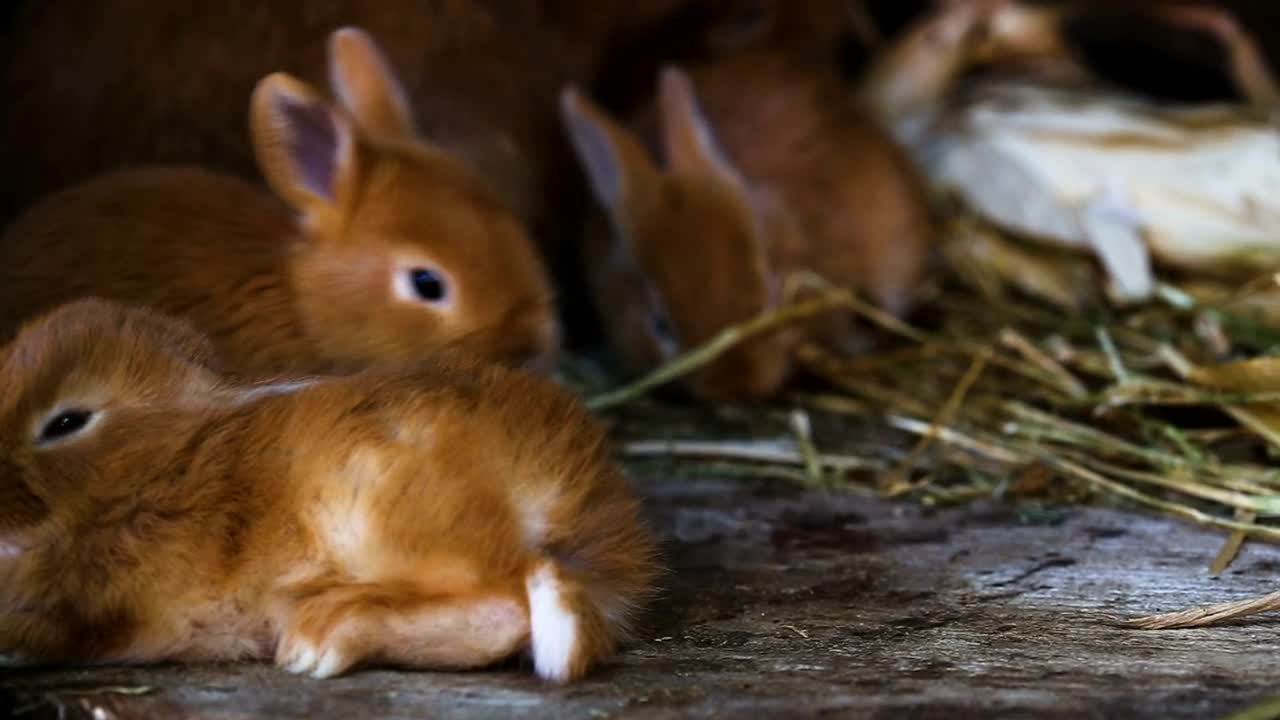 Video Stock Red Little Rabbit Playing Around Live Wallpaper Free - Free Download