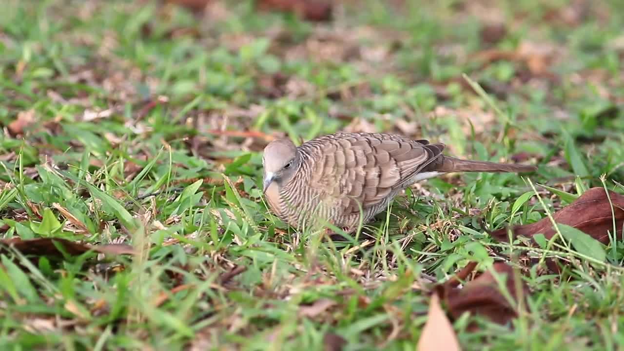 Stock Video Dove Searching A Field For Food Live Wallpaper For PC - Free Download