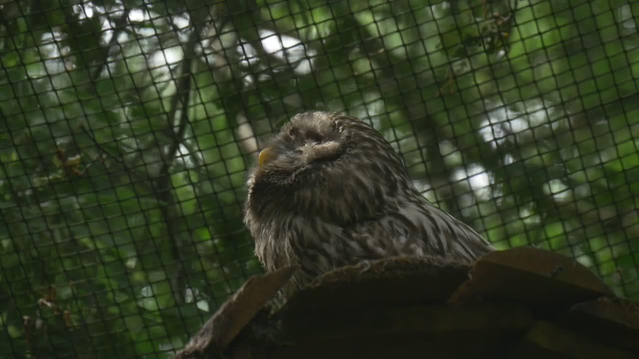 Stock Video Owl Inside A Cage In Nature Live Wallpaper - Free Download